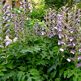 Acanthus Hungaricus White Lips v.9