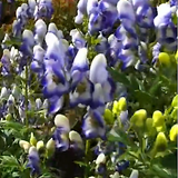 Aconitum carmichaelii bicolor