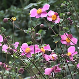 Anemone hupehensis 'Praecox'