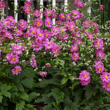 Anemone Hupehensis Prinz Heinrich