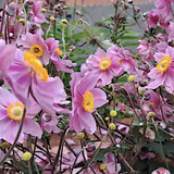 Anemone Hybrido Lorelei