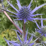 Eryngium Blue Hobbit