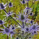 Eryngium Blue Hobbit