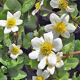 Caltha Palustris Alba