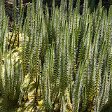 Hippuris Vulgaris coda di cavallo (depurante ossigenante)