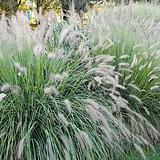 Pennisetum Alopecuroides Japonicus
