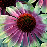 Echinacea sombrero white purple