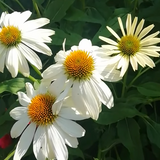Echinacea Sombrero White