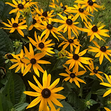 Rudbeckia fulgida Goldsturm
