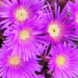 Delosperma Brunnthaleri