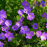 Geranium Wallichianum Bloom Me Away v.14