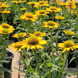 Echinacea Sombrero Yellow v. 14