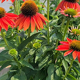 Echinacea Lakota red v. 14