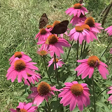 Echinacea Lakota Rose v. 14