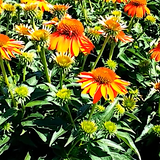 Echinacea Lakota Orange v 14