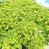 Acer Palmatum dissectum Palmatifidum v. 9