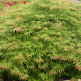 Acer Palmatum green globe  v. 9