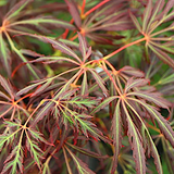 Acer Palmatum Lionheart v 9