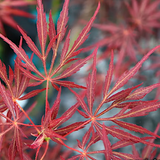 Acer Palmatum Lionheart v 9