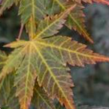Acer Palmatum Mirte v.9