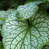 Brunnera macrophylla Alexander's Great v 14