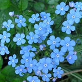 Brunnera macrophylla Alexander's Great v 14