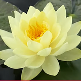 Ninfea Nimphaea Yellow Sensation