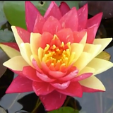 Ninfea Nymphaea ‘Wanvisa’