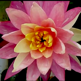 Ninfea Nymphaea ‘Wanvisa’