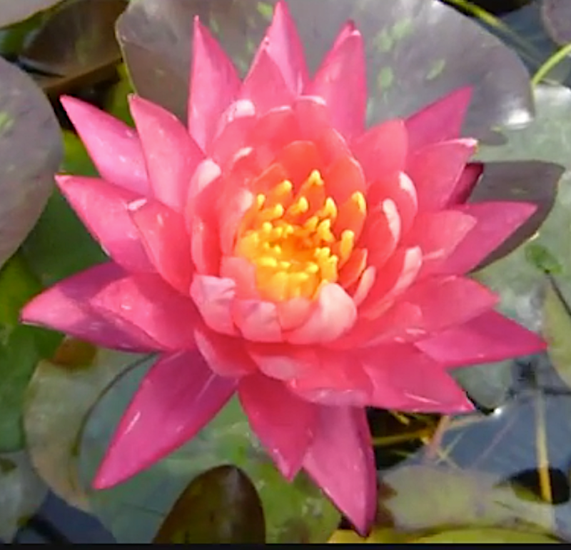Ninfea Nymphaea ‘Wanvisa’