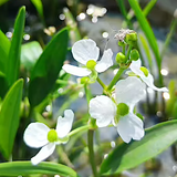 Sagittaria Platyphylla