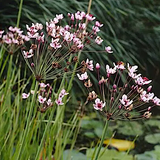 Butomus Umbellatus