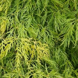 Acer Palmatum dissectum Shinonome v.9