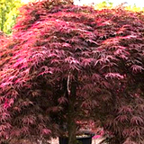 Acer Palmatum dissectum Tamukeyama v.9