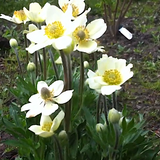 Anemone multifida Annabella White