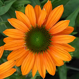 Echinacea Lakota Orange v 14