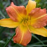 Hemerocallis 'Every Daylily Punch v.9 ® Molto rifiorente.