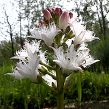 Menyanthes Trifoliata
