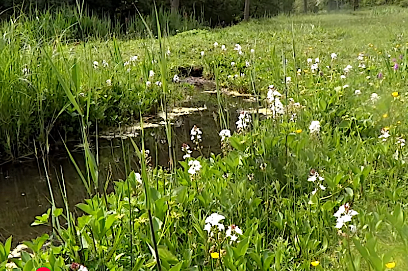 Menyanthes Trifoliata