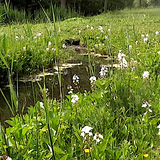 Menyanthes Trifoliata