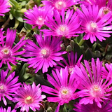 Delosperma Levisiae