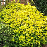 Choisya Ternata Brica. v. 19