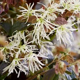Loropetalum chinense “Ruby Snow” vaso 19