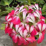 Pelargonium Swedish Gem stellare v.10
