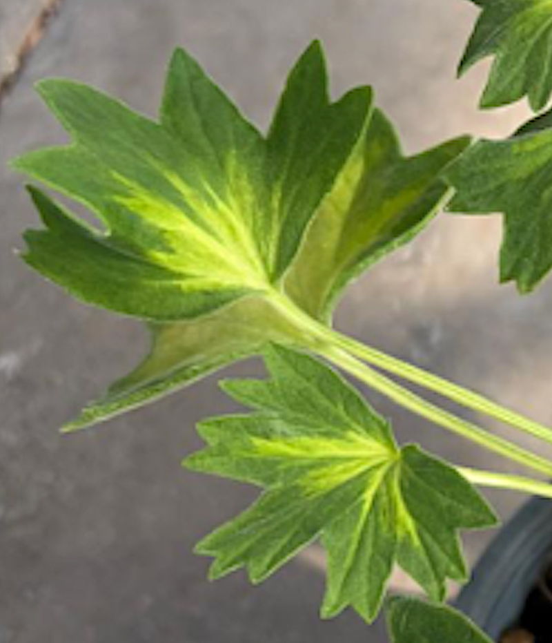 Pelargonium Swedish Gem stellare v.10