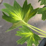 Pelargonium Swedish Gem stellare v.10