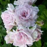 pelargonium millfield rose v.10