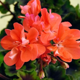 Pelargonium Mini Orion v.10 (miniatura)