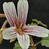 Pelargonium Otaviense (succulento) v.10