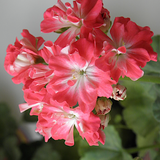 Pelargonium Pebbles (zonale nano) v.10